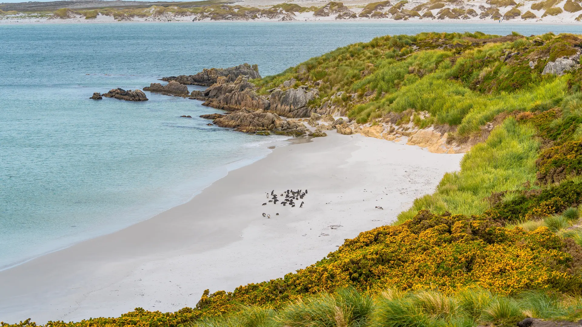 New Island, Falkland Islands