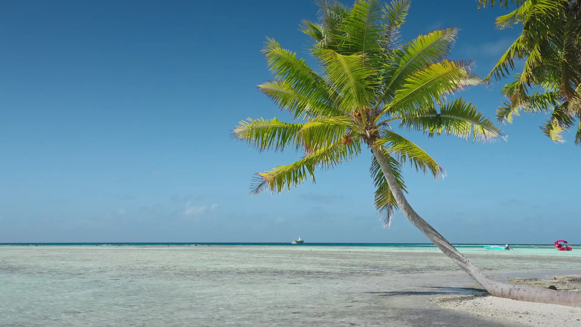 French Polynesia, Rangiroa island: Coconut palm trees leaning over pristine beach with turquoise waters and a blue sky in Rangiroa, French Polynesia. Wild nature travel landscape. Static shot