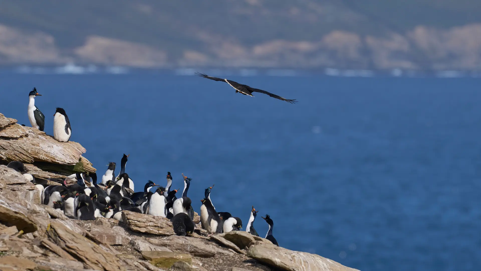 Saunders Island, Falkland Islands
