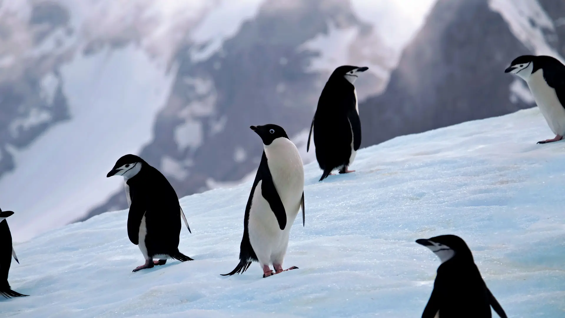 South Georgia, Antarctica