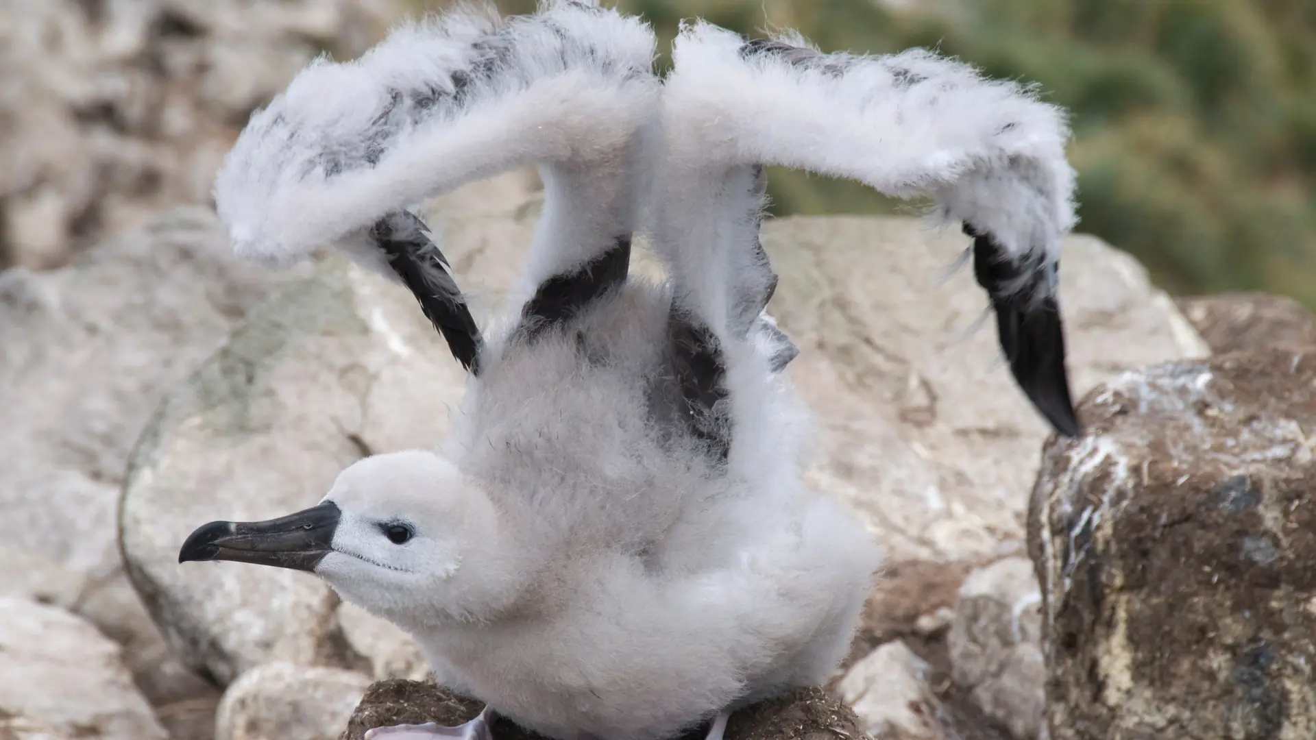 West Point, Falkland Islands